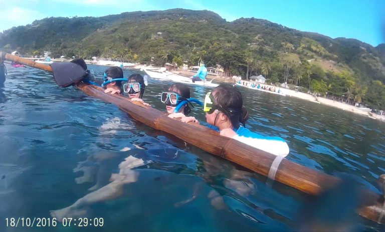 whale shark swimming experience