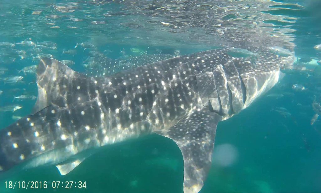 a close up of a a whale shark seen eating while in the surface of the sea