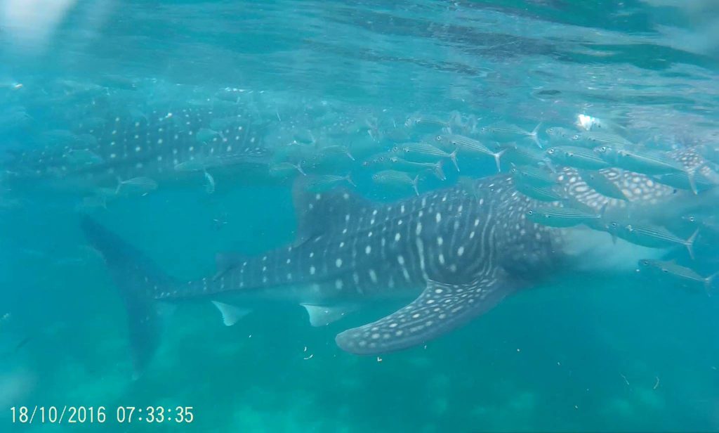 a whale shark seen eating while in the surface of the sea