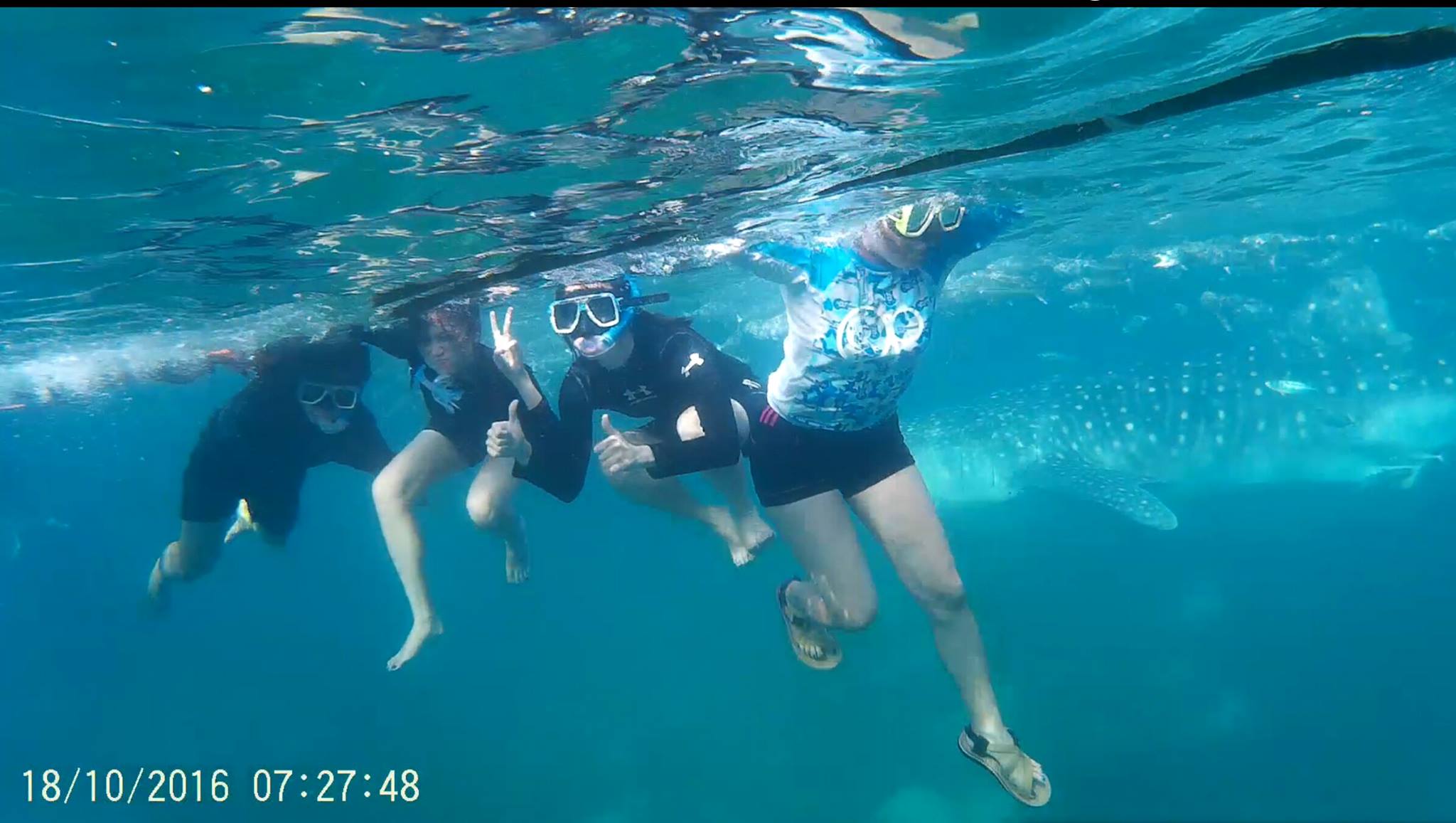 swimming with whale sharks in oslob, cebu