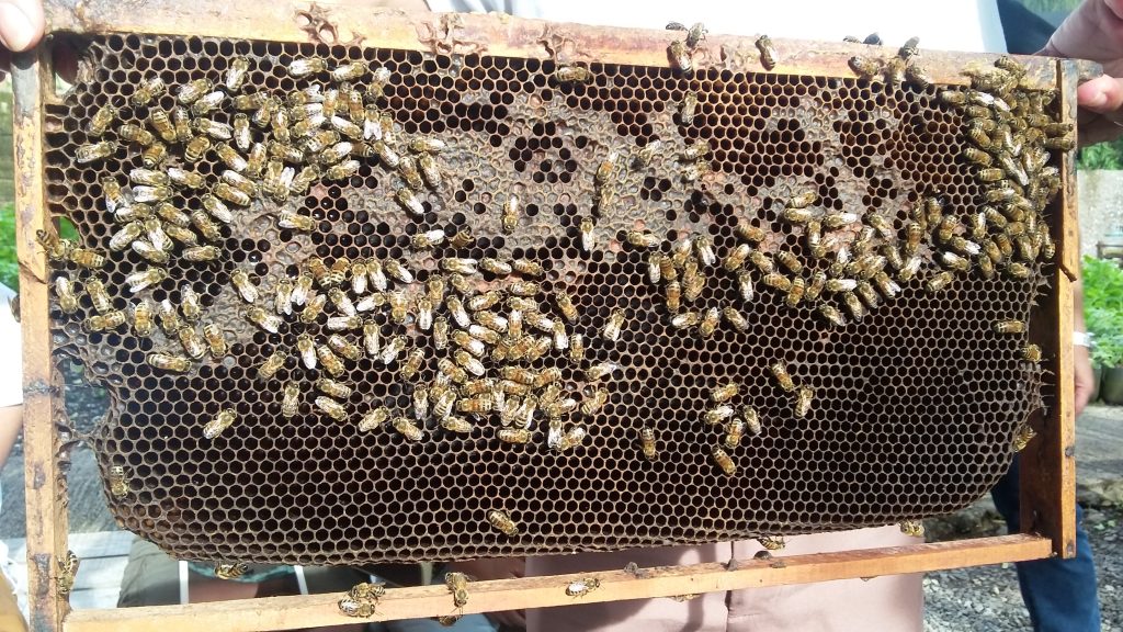 bee hive with actual bees on it