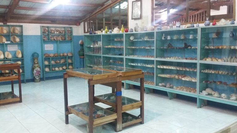 a room with shelves full of different kinds of shells