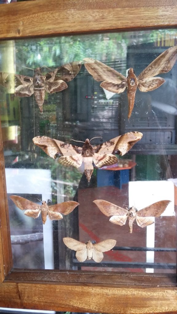 a specimen of different butterfly species in a glass frame