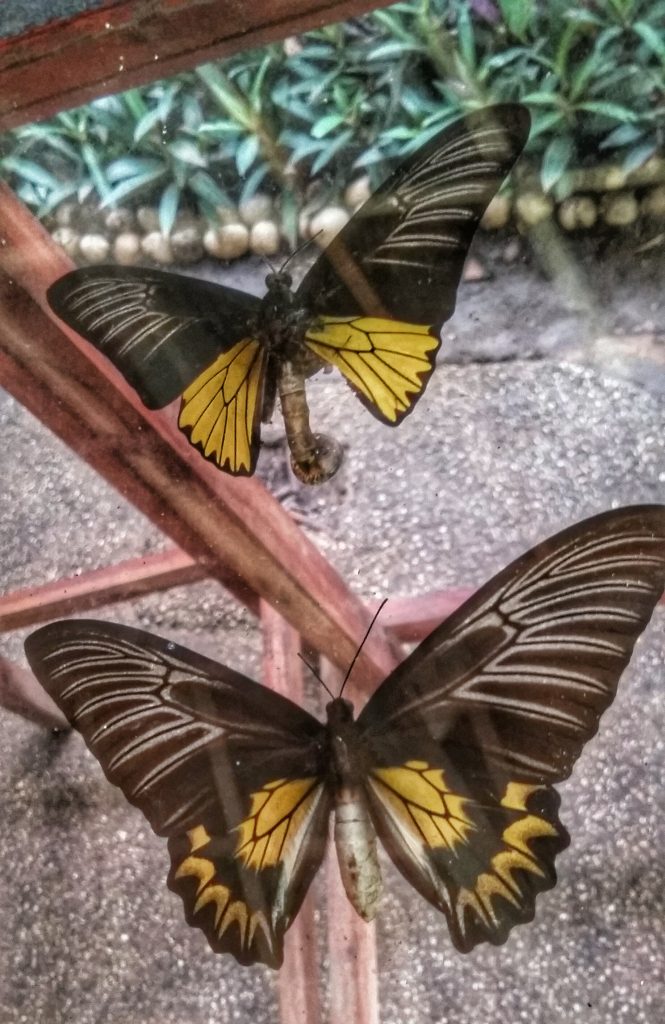 a close up of butterfly species specimen