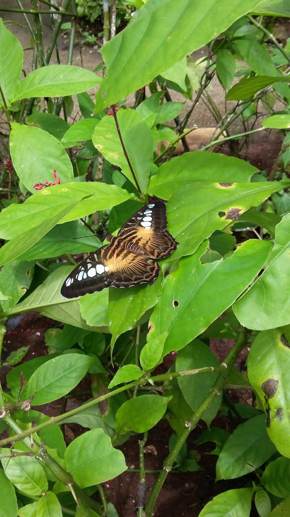 a butterfly resting on a leaf inside the garden
