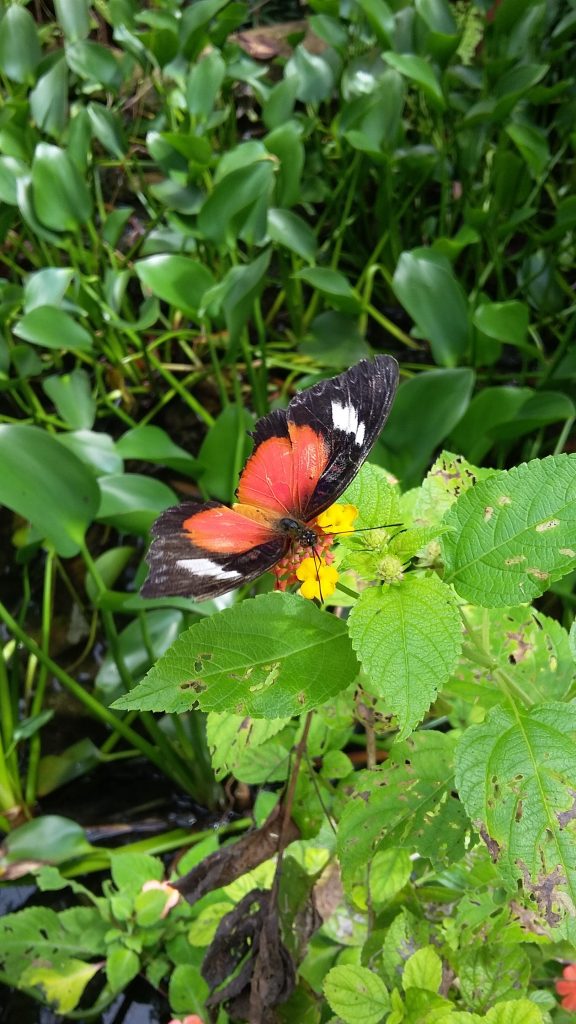 an orange and black butterfly with white spots