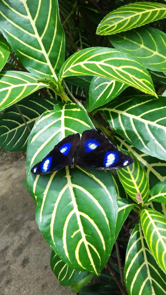 a blue with white spots butterfly
