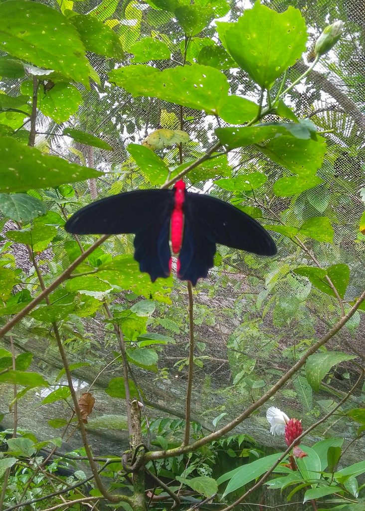 a red and black butterfly in the garden
