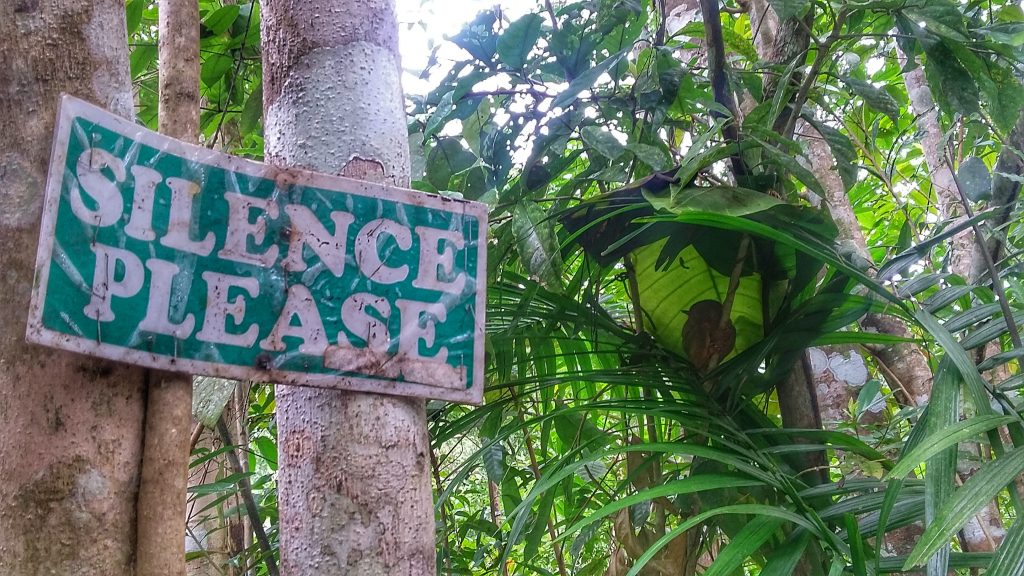 a picture of a tarsier while resting on a branch