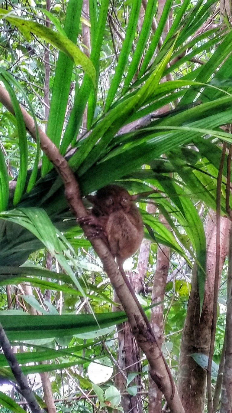 a close up of a tarsier hugging a tree branch