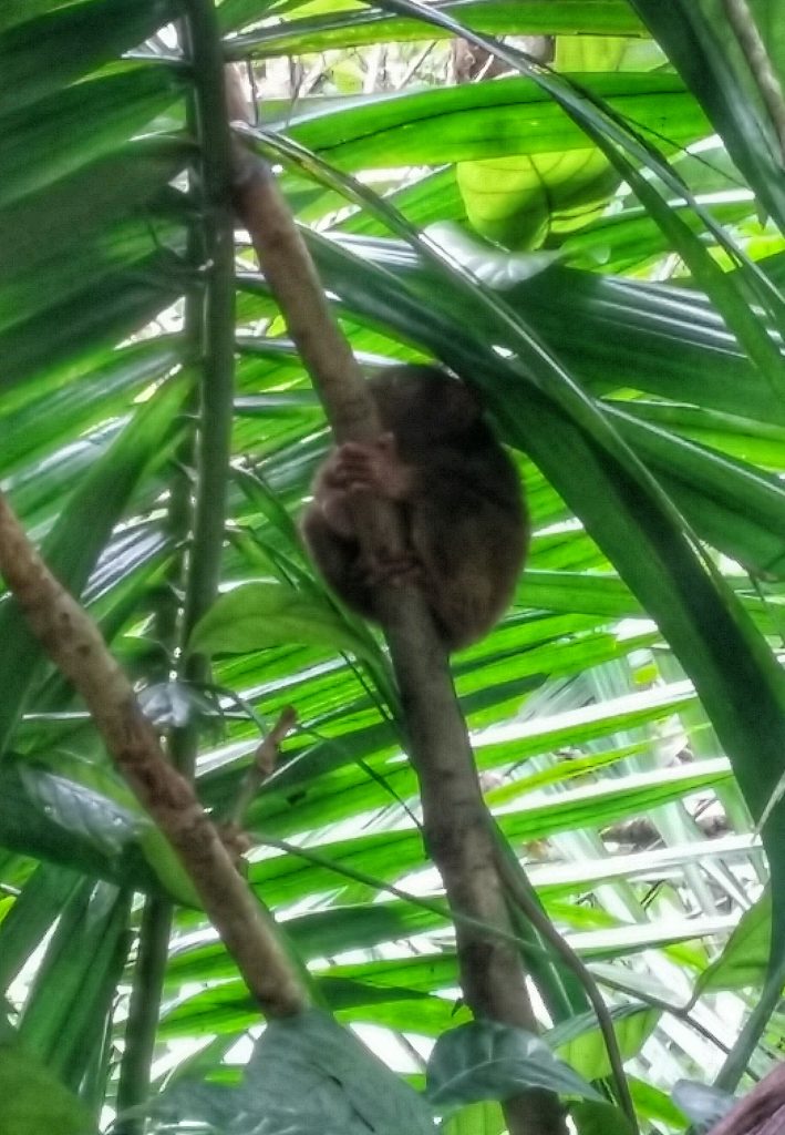 a picture of a tarsier hugging a tree branch