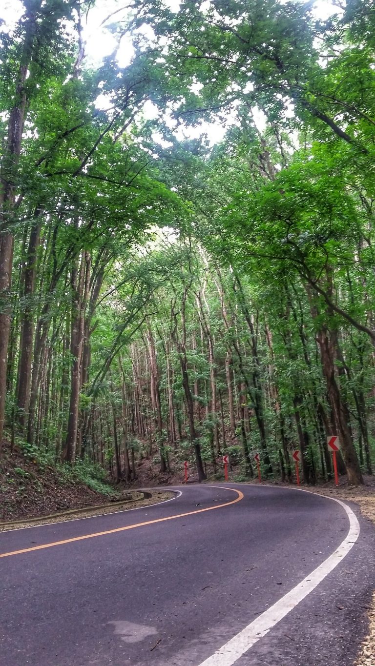 man-made forest in bohol