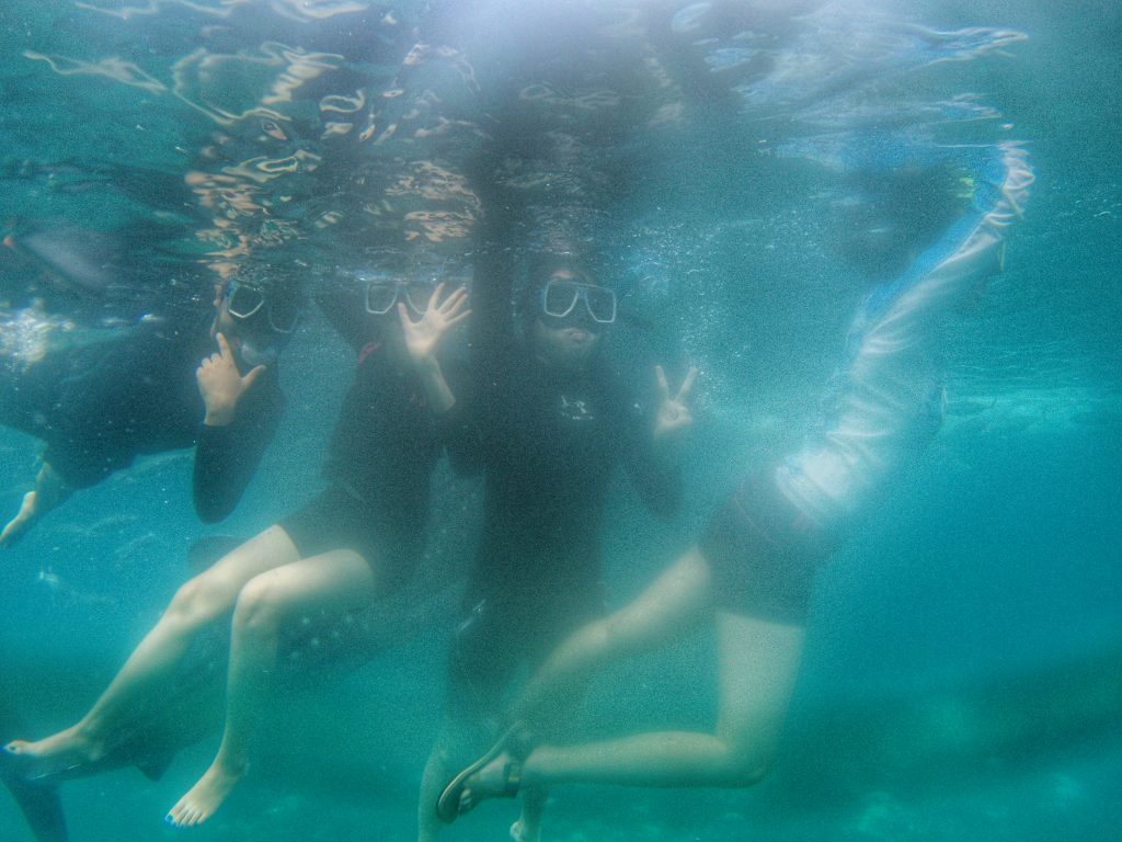 swimming with whale sharks experience